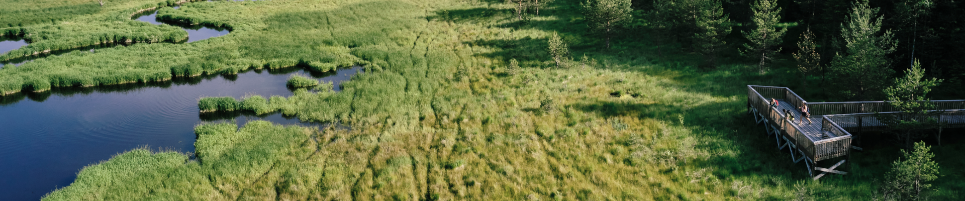 Luftaufnahme von zwei Frauen und einem Mann in sommerlicher Wanderbekleidung welche auf einer Aussichtsplattform an einem Moorsee im Hochmoorgebiet Bayrische Au bei Aigen-Schlägl stehen.